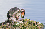 great crested grebe