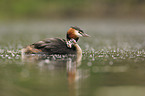 great crested grebes