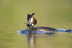 great crested grebe