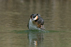 great crested grebe