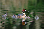 great crested grebes