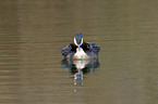 great crested grebes