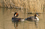 great crested grebes