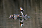 great crested grebes