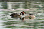 great crested grebes