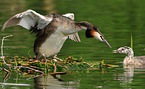 great crested grebes