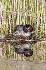 great crested grebe