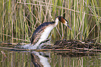 great crested grebe
