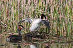 great crested grebes