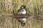 great crested grebe