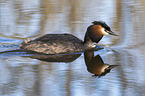 great crested grebe