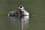 great crested grebe