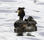 great crested grebes