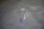 great crested grebe