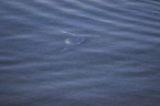 great crested grebe