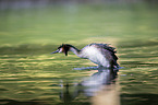 great crested grebe
