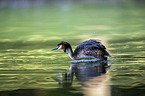 great crested grebe