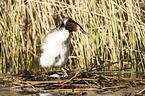 great crested grebe