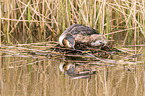 great crested grebe