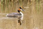 great crested grebe