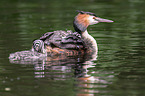 great crested grebes