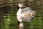 great crested grebe