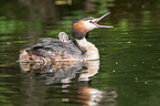 great crested grebes