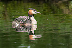great crested grebes