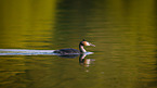 great crested grebe