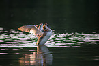 great crested grebe