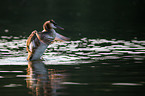 great crested grebe