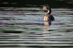 great crested grebe