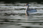 great crested grebe