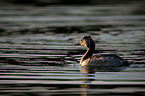 great crested grebe