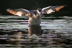 great crested grebe