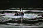 great crested grebe