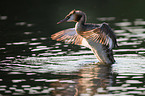great crested grebe