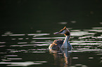 great crested grebe
