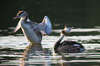 great crested grebe