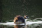 great crested grebe