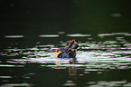 great crested grebe