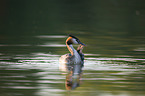 great crested grebe