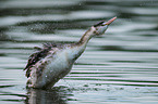 great crested grebe
