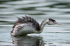 great crested grebe