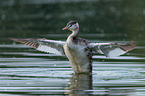 great crested grebe