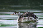 great crested grebe