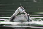 great crested grebe