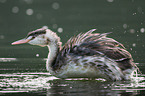 great crested grebe