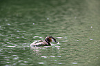 swimming Great Crested Grebe