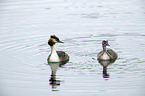 swimming Great Crested Grebe